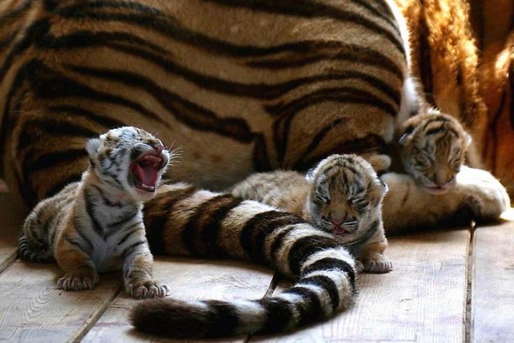 Tiger-Babies